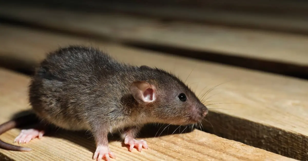 Animals In Attic: When Wildlife Comes Knocking