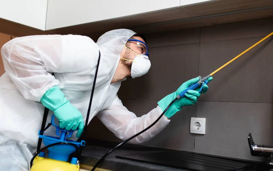 pest control companies atticrewwa.com