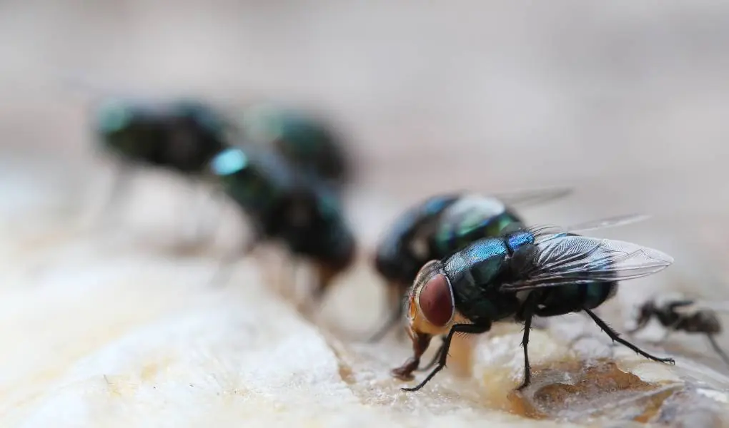 common housefly