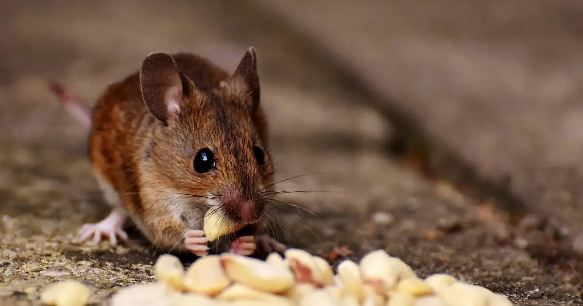 Rodent Control in Seattle: How to Keep Your Home Safe and Clean