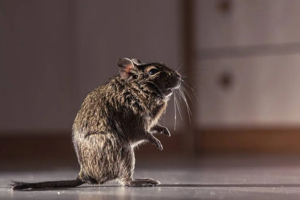 rat bomb