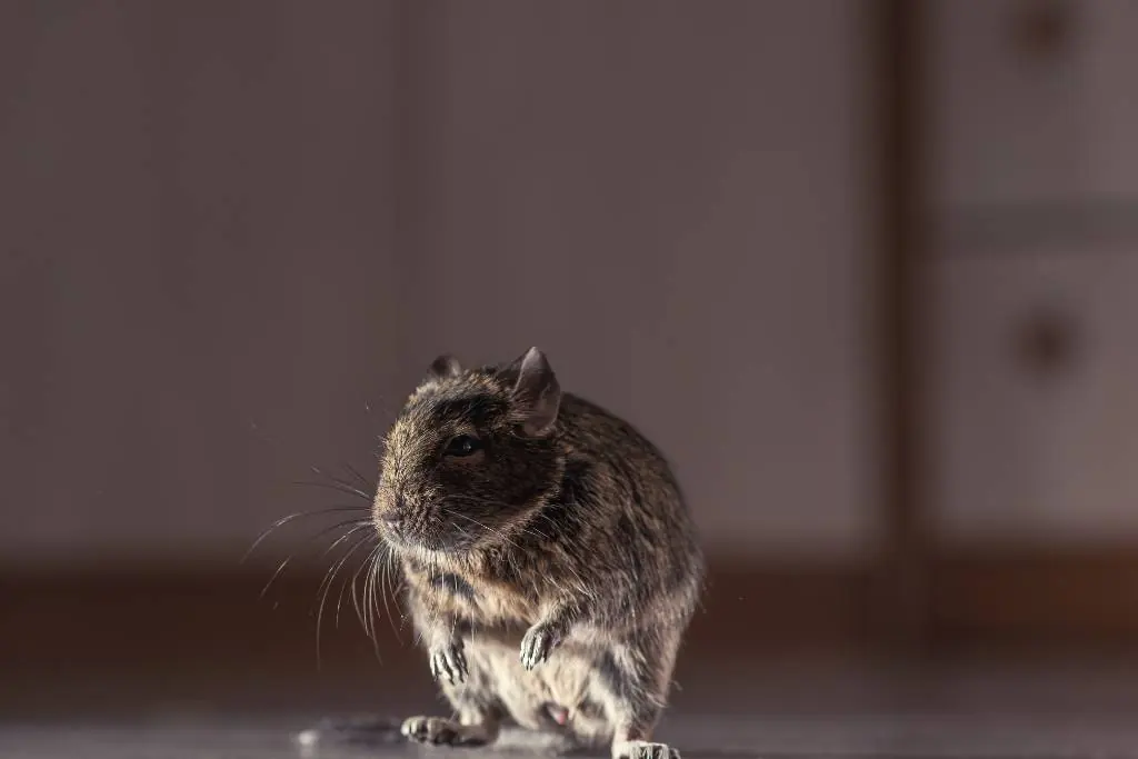 mice bombs