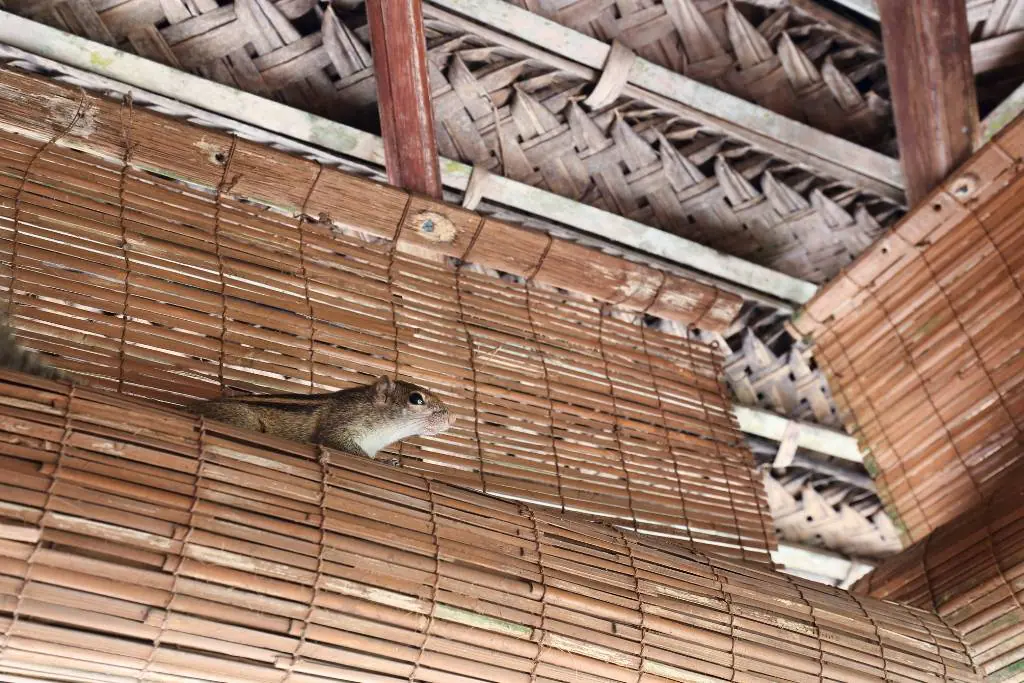 squirrel bomb for attic