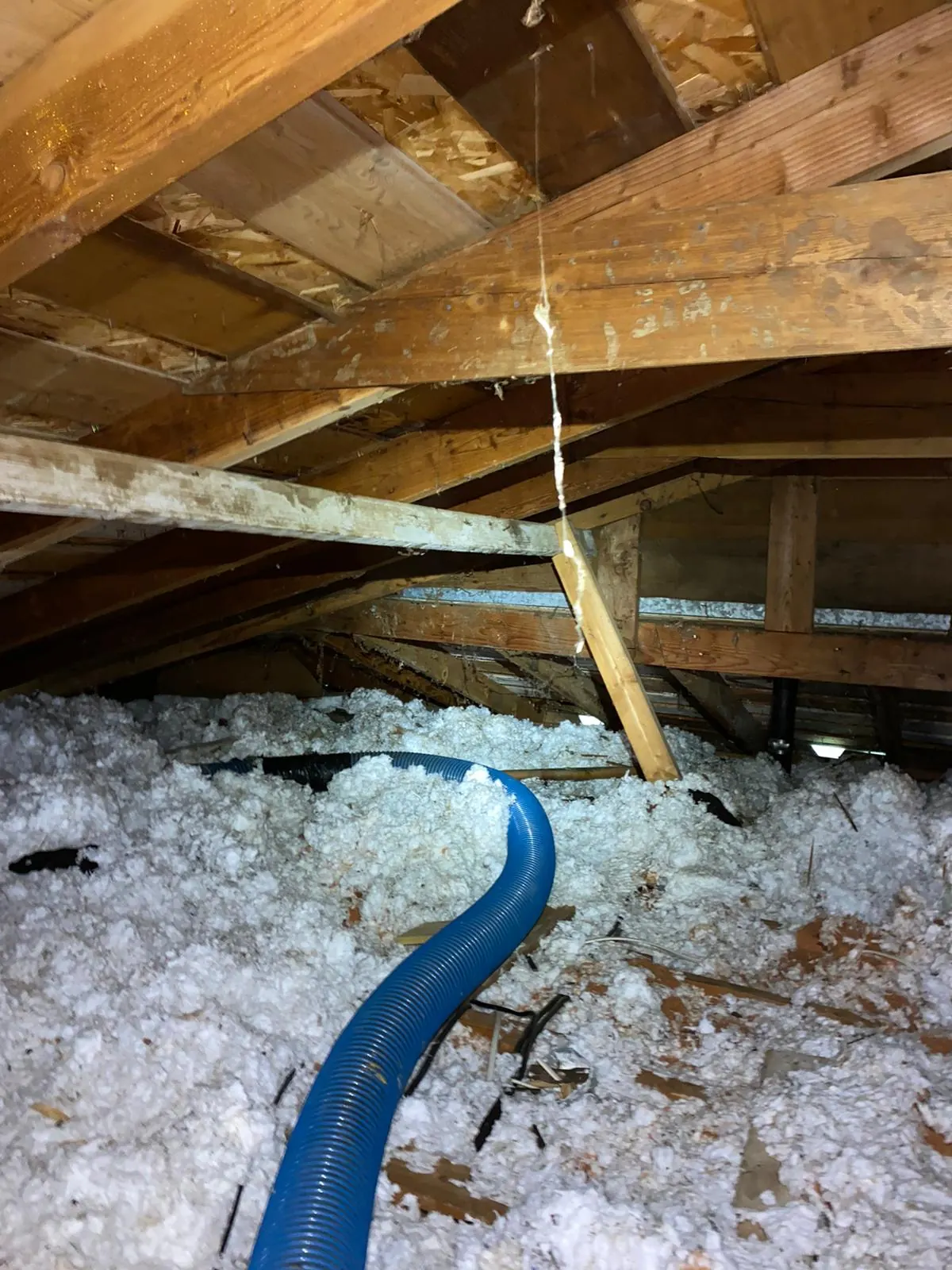 Vacuuming out old, contaminated insulation.