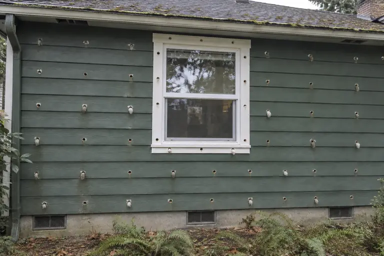 Exterior drill-and-fill on a Craftsman rambler, before: The exterior wall clearly shows the numerous drill holes used for cavity wall insulation.
