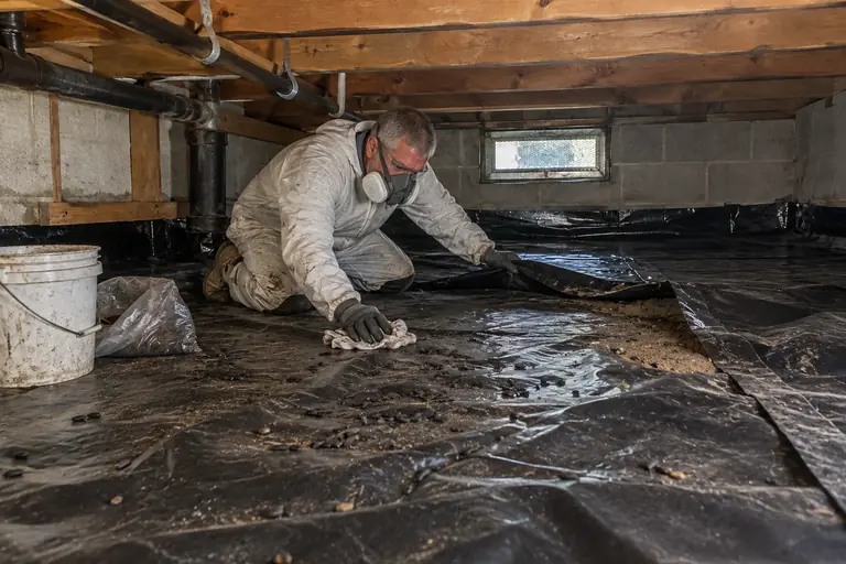 Crawl space cleaning with rodent droppings removal and barrier resealing, in progress: A technician carefully removes the rodent droppings and begins lifting sections of the damaged barrier to prepare for thorough cleaning and resealing.