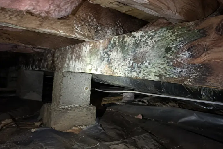 Crawl space joists covered with white and green mold.