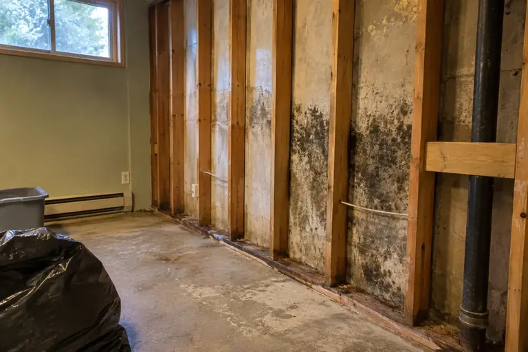 Mold on a basement wall after the paneling was removed.