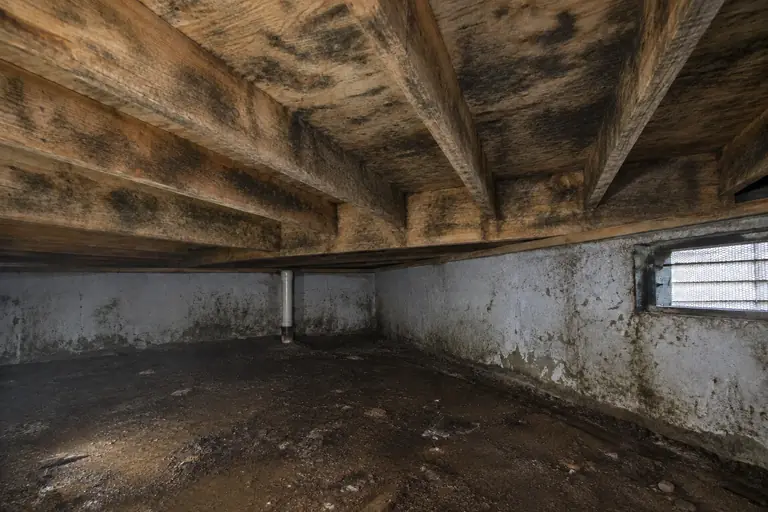 Mold remediation in Bellevue crawl space, before: The crawl space shows extensive mold growth on joists and ceiling undersides, posing a health and structural risk.