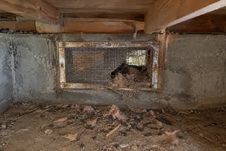 Crawl space vent sealing in Bellevue, before: The crawl space vent shows clear signs of rodent entry with torn screen, droppings on the dirt floor, and chewed wood around the vent frame.