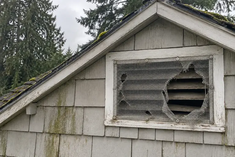 Gable vent screen replacement, before: The gable vent screen is badly torn with large holes, allowing rodent access into the attic.