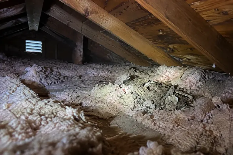 Rodent tunnels and nests in attic insulation, lit by a flashlight.