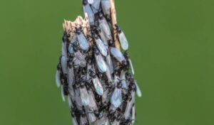 cluster flies